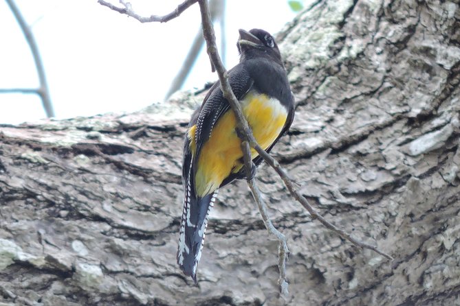 Birdwatching Cancun - Breakfast, snacks, and the water question