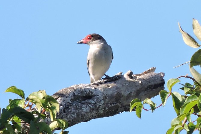 Birdwatching Cancun - How much value do you get for $165?