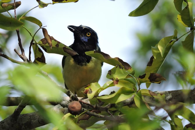 Birdwatching Cancun - What happens near the Ruta de los Cenotes?