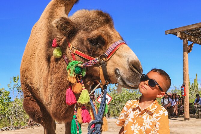 Boat Ride to the Arch and Beach Camel Ride in Cabo San Lucas - Camels on a secluded Pacific beach