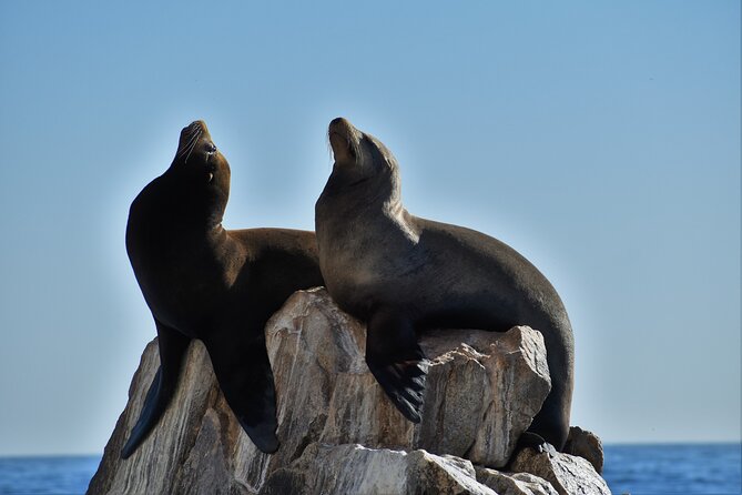 Boat ride to the Arch and Snorkel - Starting at 11:30 a.m. from Breathless Cabo
