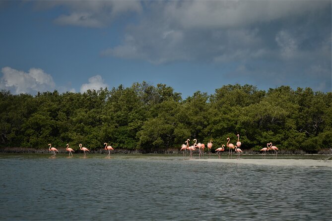 Boat Tour of Three Islands in Holbox with Transportation - Transportation, timing, and the practical details