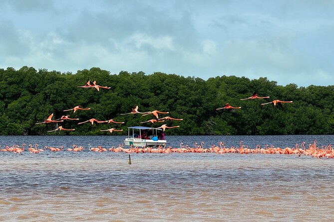 Boat tour through the mangroves of Celestún and Playa from Merida - Is $105.56 A Fair Price?