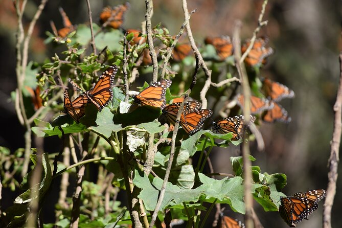 Butterfly Monarch Tour from Mexico City - Key points at a glance