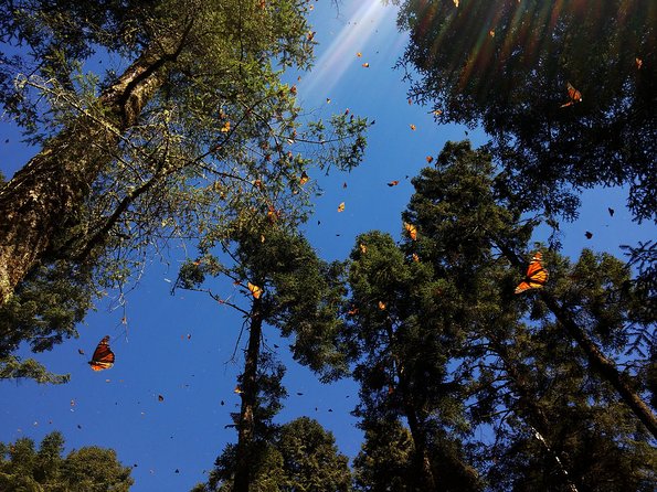 Butterfly Monarch Tour from Mexico City - The early departure from Polanco