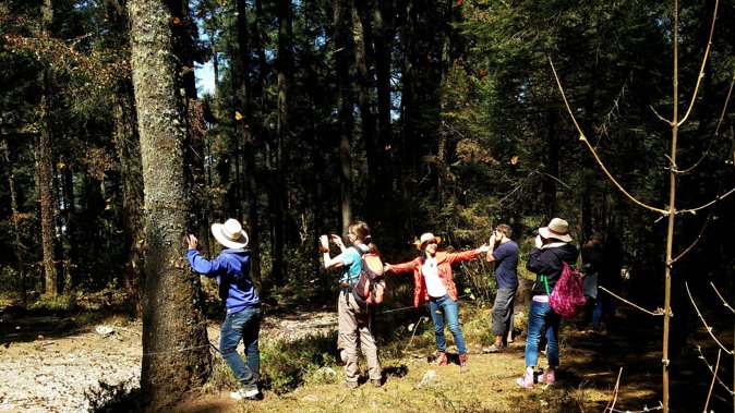 Butterfly Monarch Tour from Mexico City - The hike: beautiful, steep, and higher than expected