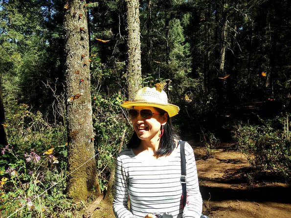 Butterfly Monarch Tour from Mexico City - Monarchs, weather, and the right season