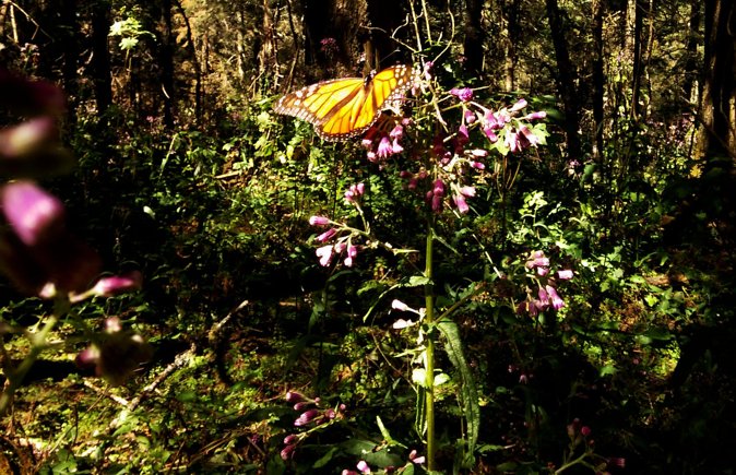 Butterfly Monarch Tour from Mexico City - How the 12-hour schedule really feels