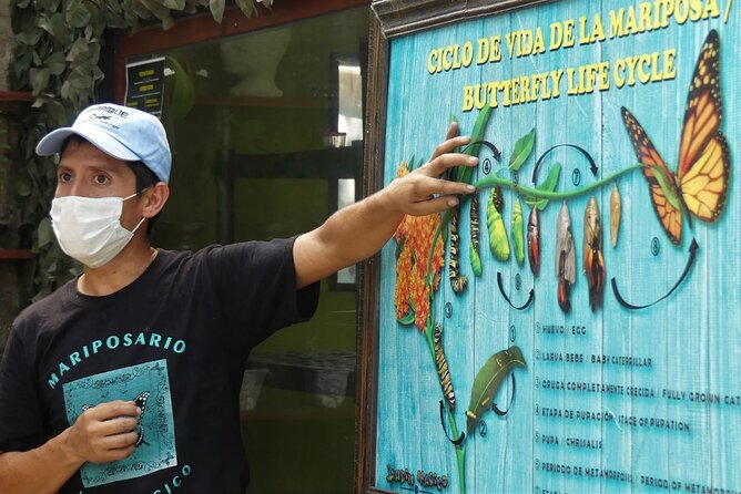 Butterfly Sanctuary & Museum Guided Tour in Puerto Vallarta - Quick reasons to consider this Puerto Vallarta tour