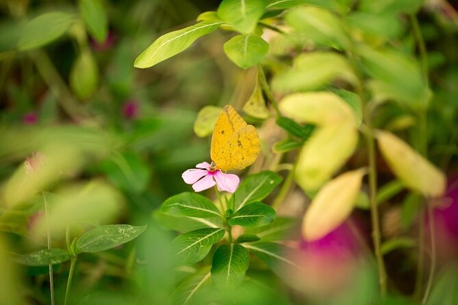 Butterfly Sanctuary & Museum Guided Tour in Puerto Vallarta - What the $28 experience actually gives you