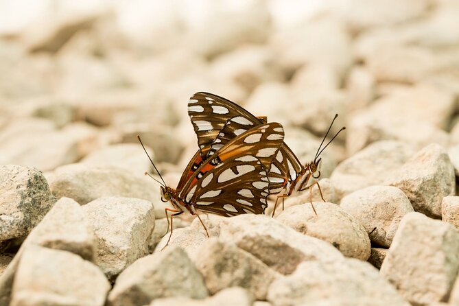 Butterfly Sanctuary & Museum Guided Tour in Puerto Vallarta - Seeing the full butterfly life cycle