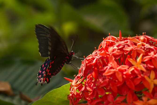 Butterfly Sanctuary & Museum Guided Tour in Puerto Vallarta - The Butterfly Heritage Museum adds useful context