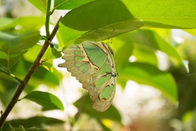 Butterfly Sanctuary & Museum Guided Tour in Puerto Vallarta - The most memorable moment: releasing a new butterfly