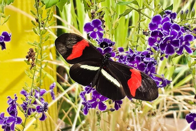 Butterfly Sanctuary & Museum Guided Tour in Puerto Vallarta - What the setting is like in real life