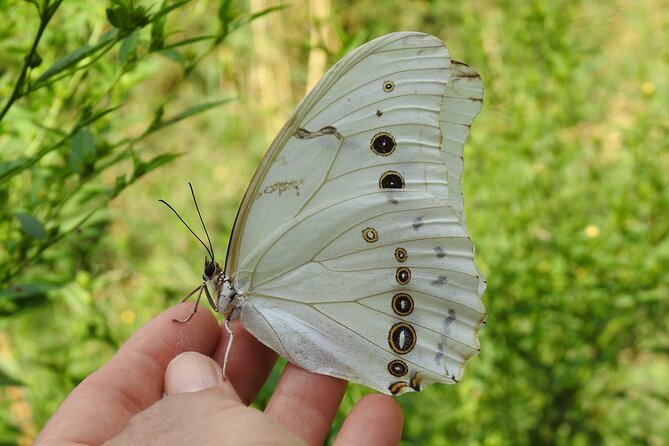 Butterfly Sanctuary & Museum Guided Tour in Puerto Vallarta - The one-hour walk through the subtropical sanctuary
