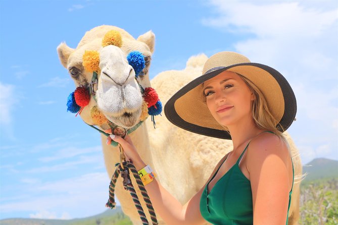Cabo Beach Camel Ride, Mexican Buffet and Tequila Tasting - Tequila, mezcal, beer, and a light cultural lesson