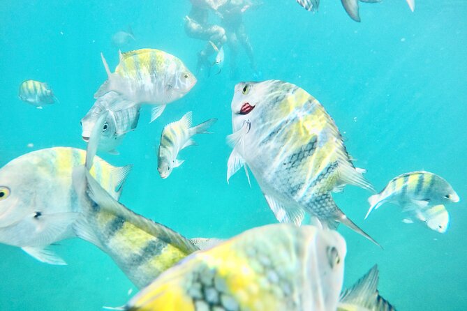 Cabo Blue Snorkeling Cruise, Open Bar and Lunch in Cabo San Lucas - Key Points to Know Before You Book