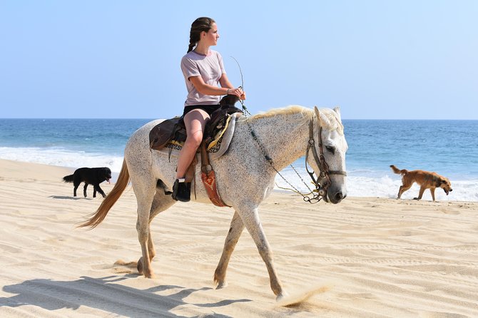 Cabo Desert Off-Road & Beach Horseback Combo and Tequila Tasting - What the $100 Cabo tour really includes