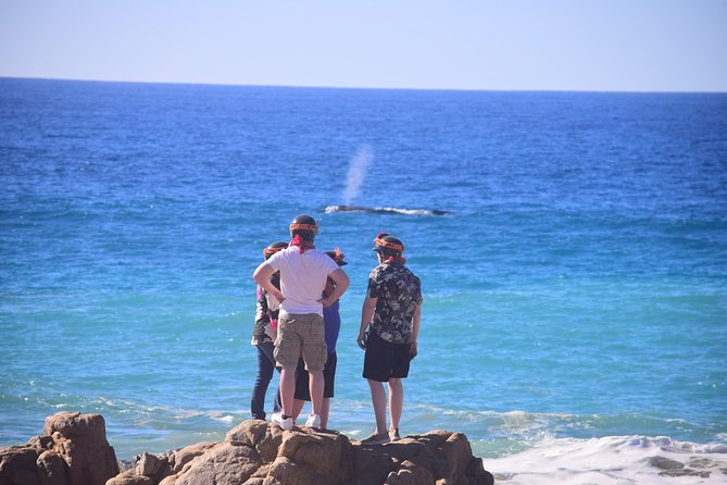 Cabo Original Real Baja 1000 Tour (Single ATV) - Desert plants and the famous giant cactus