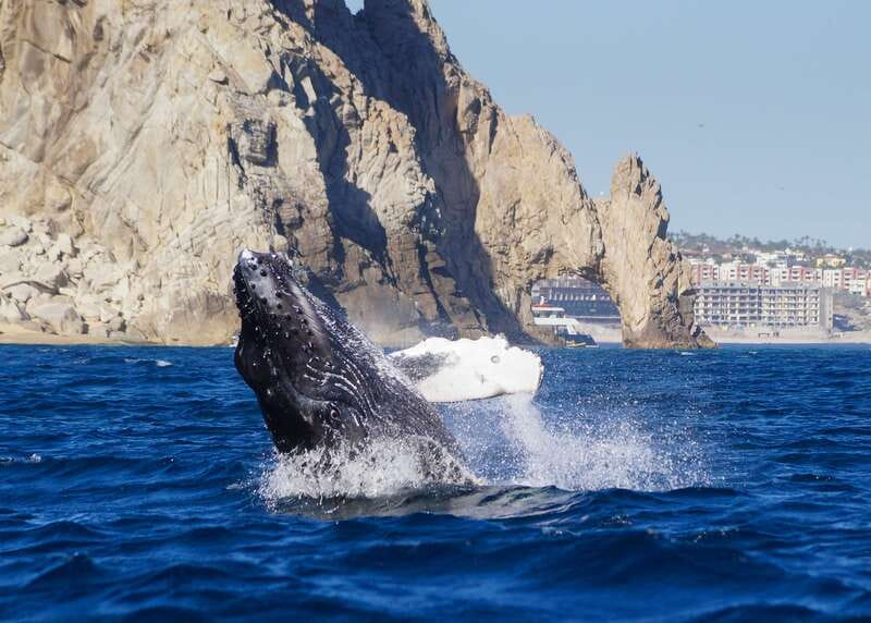 Cabo San Lucas: 2.5-Hour Whale Watching Tour - Why This Cabo Whale Trip Feels Different