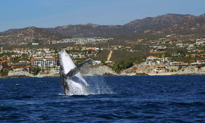 Cabo San Lucas: 2.5-Hour Whale Watching Tour - Meeting at the Tesoro Hotel Marina