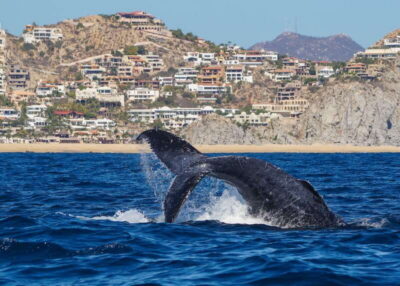 2.5-Hour Whale Watching Tour