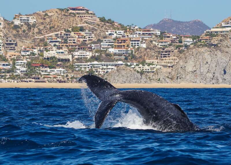 Cabo San Lucas: 2.5-Hour Whale Watching Tour - Heading Out in Search of Humpbacks