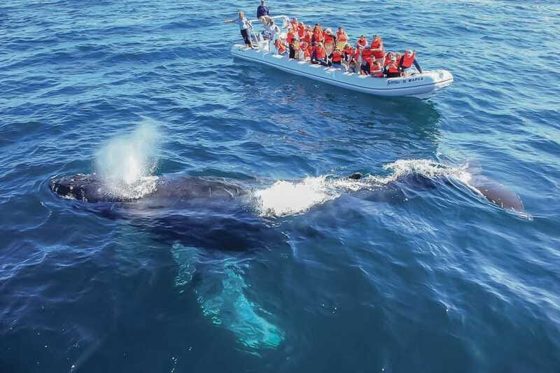Cabo San Lucas: 2-Hour Whale Watching Adventure - Searching for humpbacks and dolphins