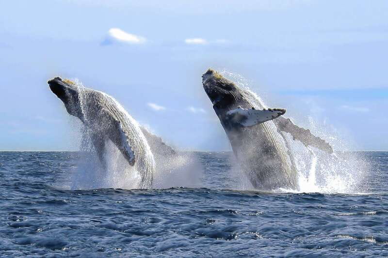Cabo San Lucas: 2-Hour Whale Watching Adventure - Listening to whales through the onboard hydrophone