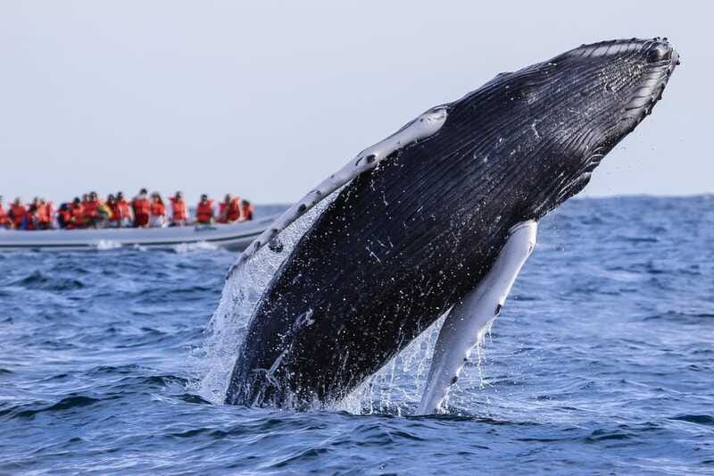 Cabo San Lucas: 2-Hour Whale Watching Adventure - The small-group advantage