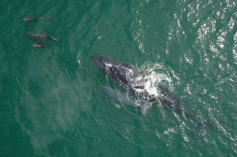 Cabo San Lucas: 2-Hour Whale Watching Adventure - What the $99 price really includes
