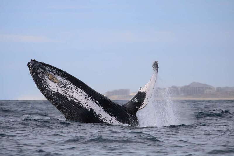 Cabo San Lucas: 2-Hour Whale Watching Adventure - Who should book this whale watching trip