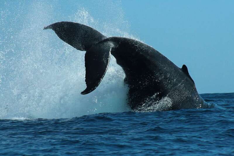 Cabo San Lucas: 2-Hour Whale Watching Adventure - Meeting the van in San José del Cabo or Cabo San Lucas