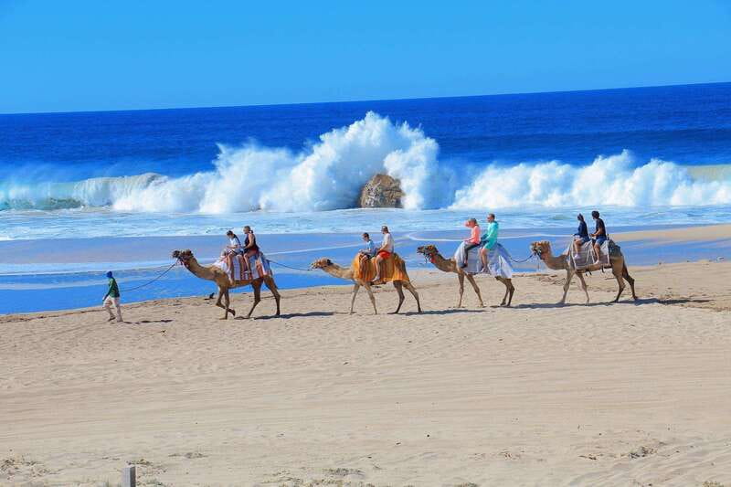 Cabo San Lucas: Camel Ride & Off-Road UTV Combo Adventure - Pickup from Cabo and the ride to the activity site
