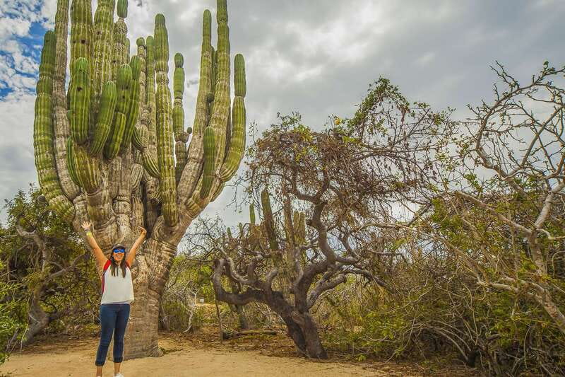 Cabo San Lucas: Camel Safari Tour with Lunch and Tequila - Tortillas, lunch, and a taste of Mexican food