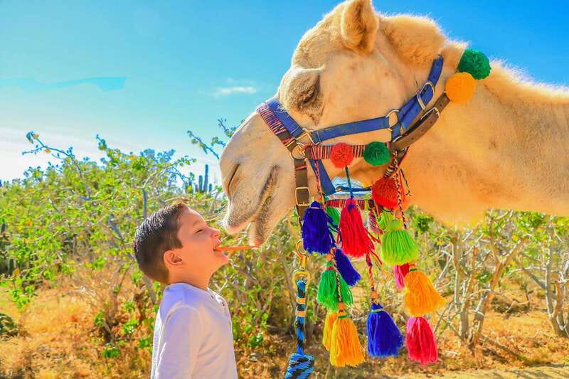 Cabo San Lucas: Camel Safari Tour with Lunch and Tequila - The real price: $99 plus the park entrance