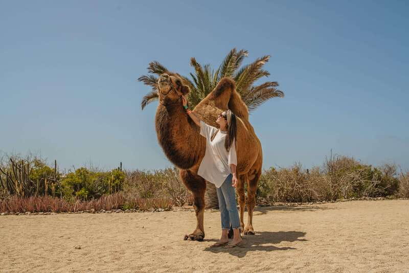 Cabo San Lucas: Camel Safari Tour with Lunch and Tequila - Who will enjoy this Cabo camel safari?