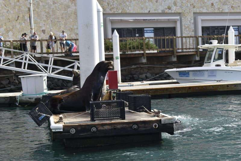 Cabo San Lucas: Glass Bottom Boat Tour to Land's End - Key points to know before you book