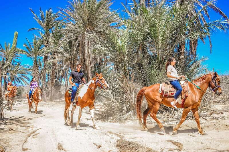 Cabo San Lucas: Horseback Riding in Migriño with Transfers - Who will enjoy this Migriño ride most?