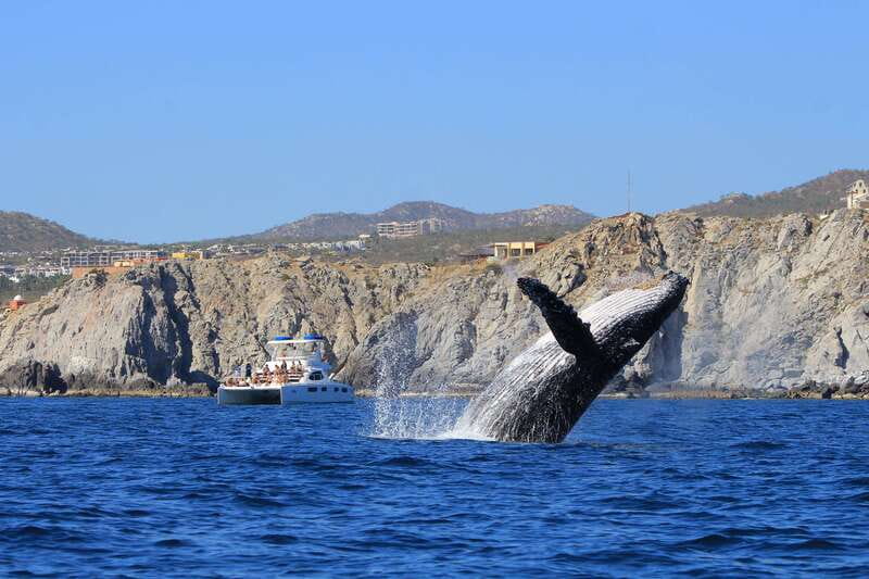 Cabo San Lucas: Luxury Catamaran Whale Watching Experience - Key points at a glance