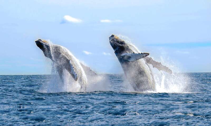 Cabo San Lucas: Luxury Catamaran Whale Watching Experience - Why this Cabo whale cruise is worth considering
