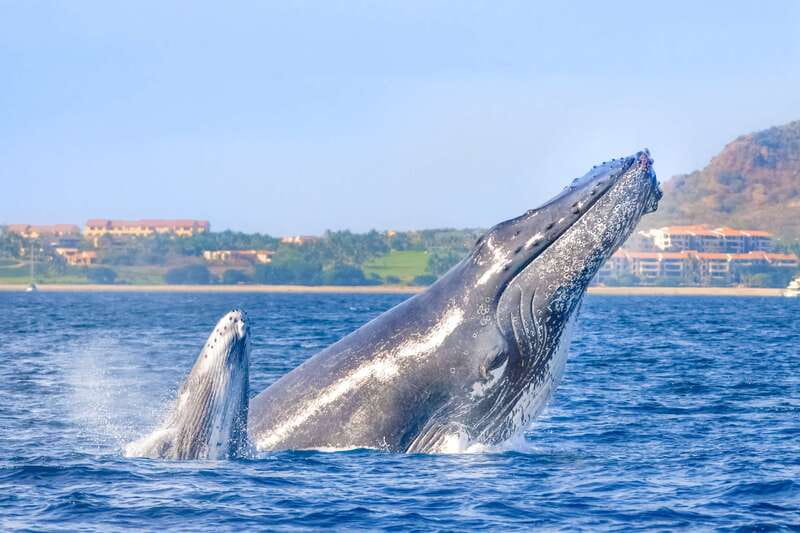 Cabo San Lucas: Luxury Catamaran Whale Watching Experience - Boarding a wide double-deck catamaran
