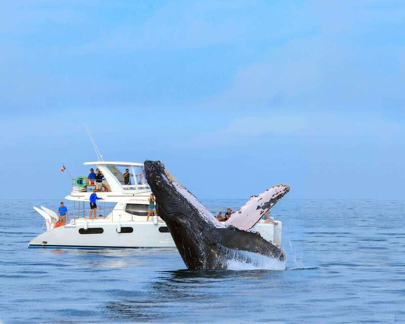 Cabo San Lucas: Luxury Catamaran Whale Watching Experience - From Cabo’s Arch to open whale country