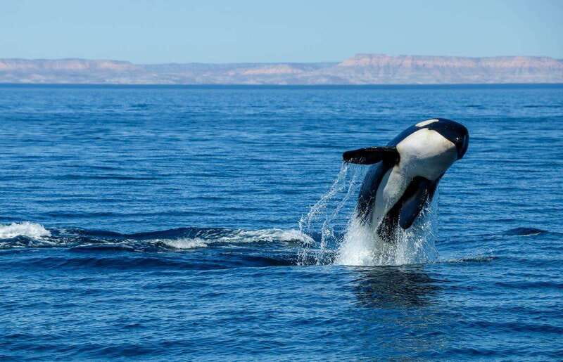 Cabo San Lucas: Luxury Catamaran Whale Watching Experience - Who will enjoy this best?