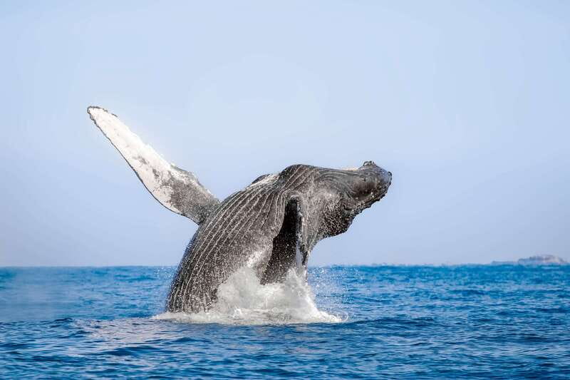 Cabo San Lucas: Luxury Catamaran Whale Watching Experience - Meeting at the Cabo Dolphins center