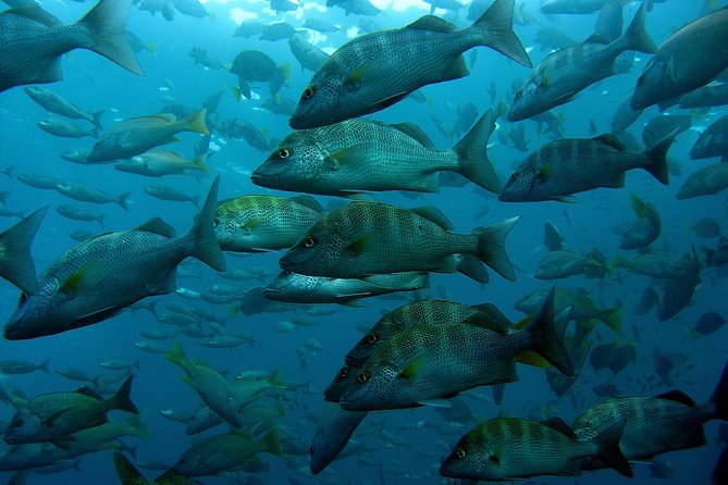 Cabo San Lucas Short Snorkeling Tour with Divemaster Guide - Pelican Rock and the sea lion encounters