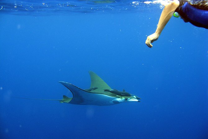 Cabo San Lucas Short Snorkeling Tour with Divemaster Guide - Land’s End by boat: the Arch and Lovers Beach