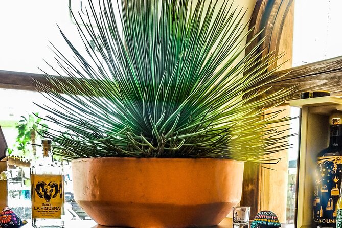 Cabo San Lucas Tequila Tasting Experience - Why the private format changes the experience
