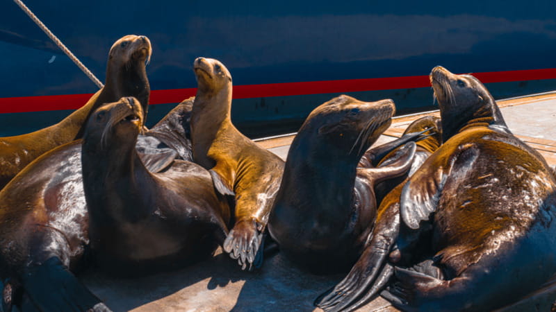 Cabo San Lucas: Tour paseo al Arco + bajada en playa - Key details to know before you go