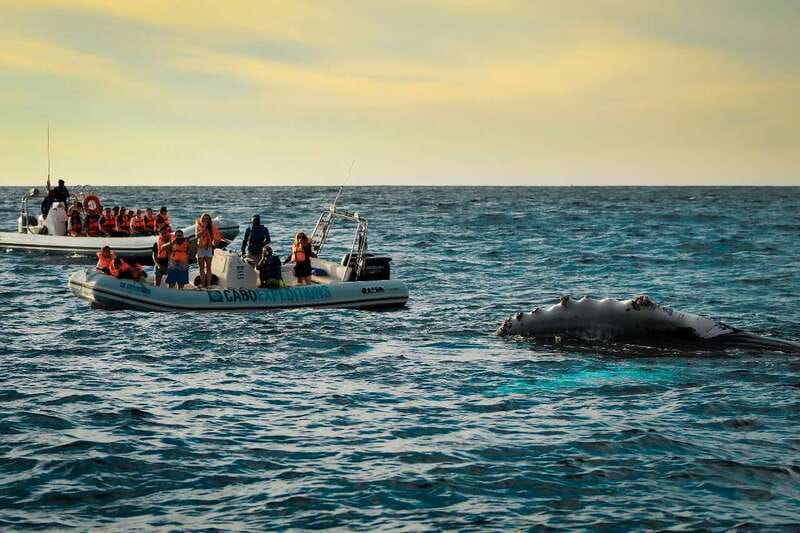 Cabo San Lucas: Up-Close Whale Watching Small-Group Tour - Key Points At A Glance